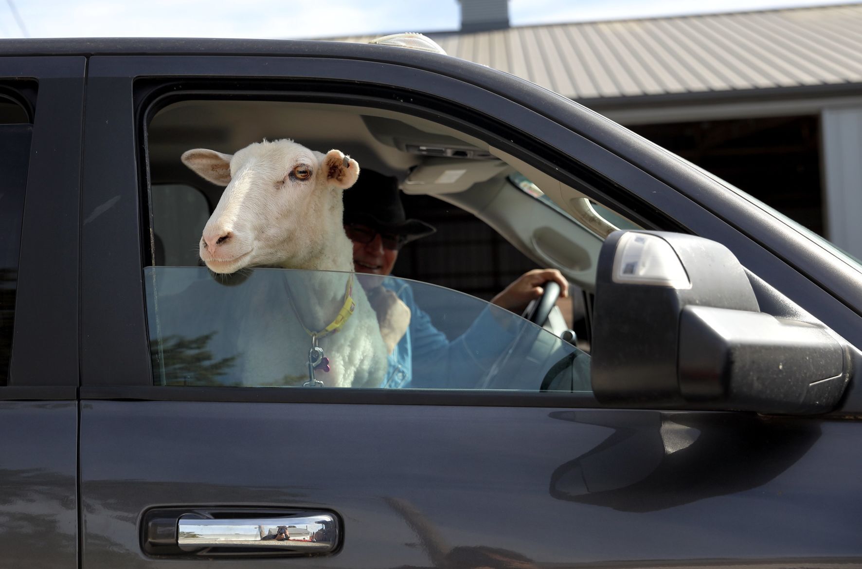 Mary Jane, formerly Shrek the sheep, adopted